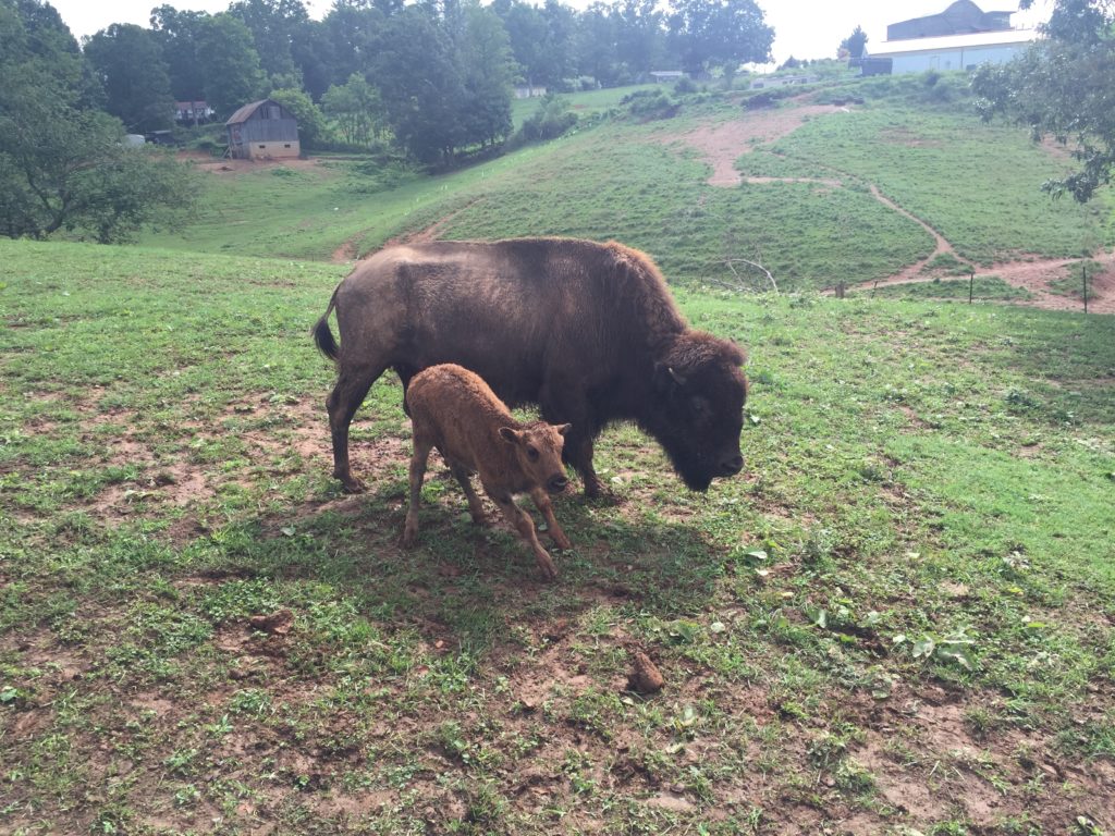 Buffalo at the King farm