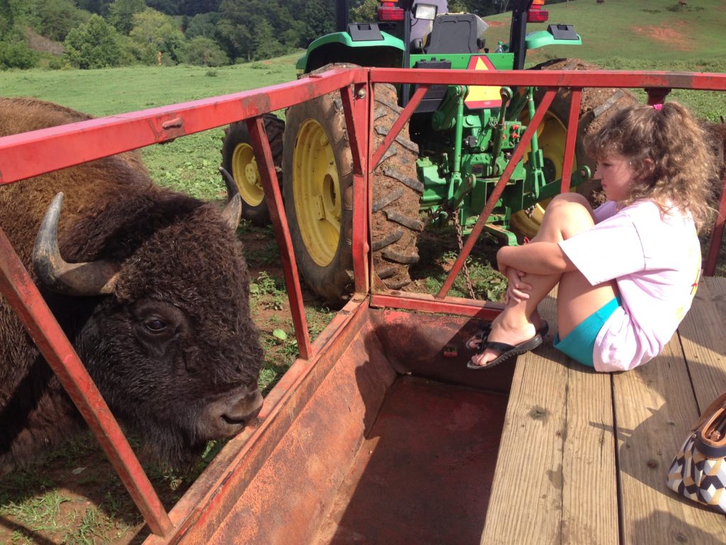 Wildflower meeting a bison face to face