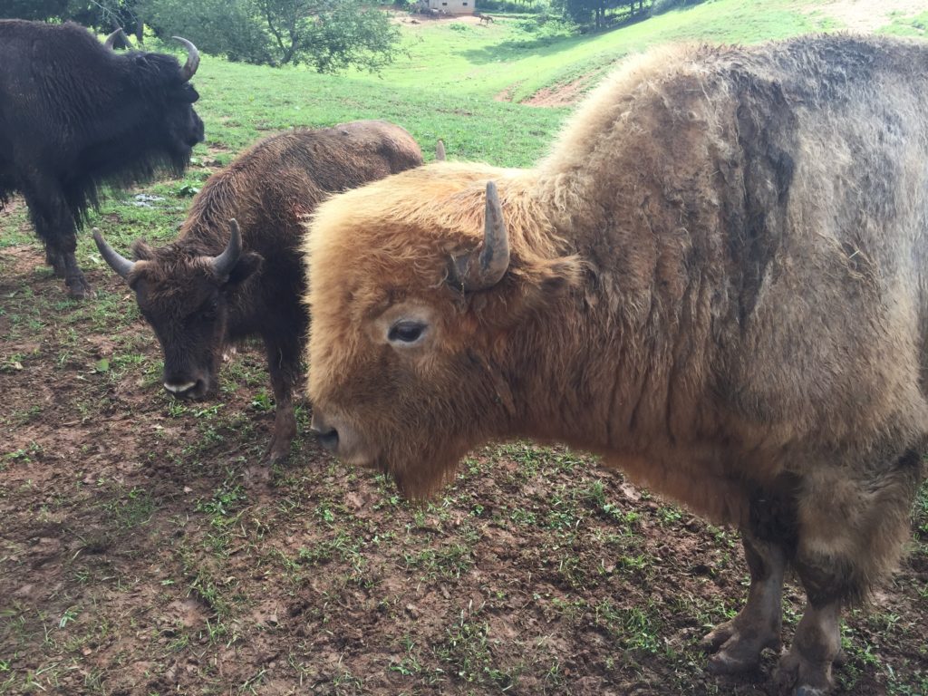 Donald Trump, the bull bison