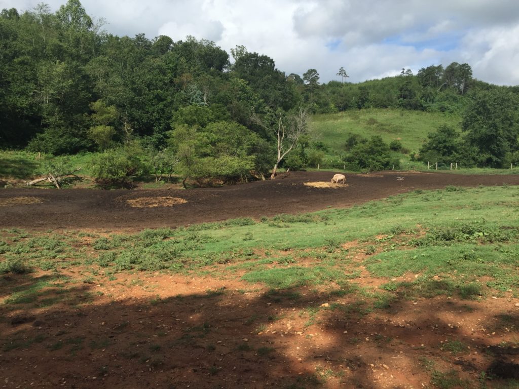 August in the mountains of NC when we've had more than normal rain and they are currently feeding hay. 