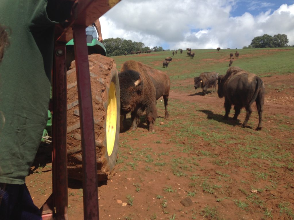 A bull bison having his way with the tractor