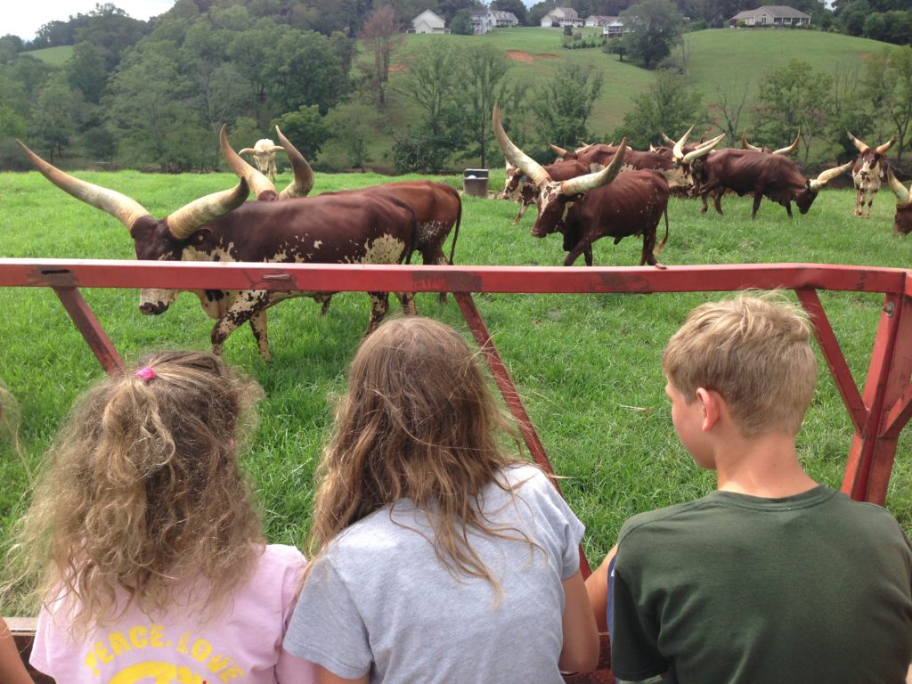 Wildflower, Spork, and the Princess and a herd of African Watusi cattle