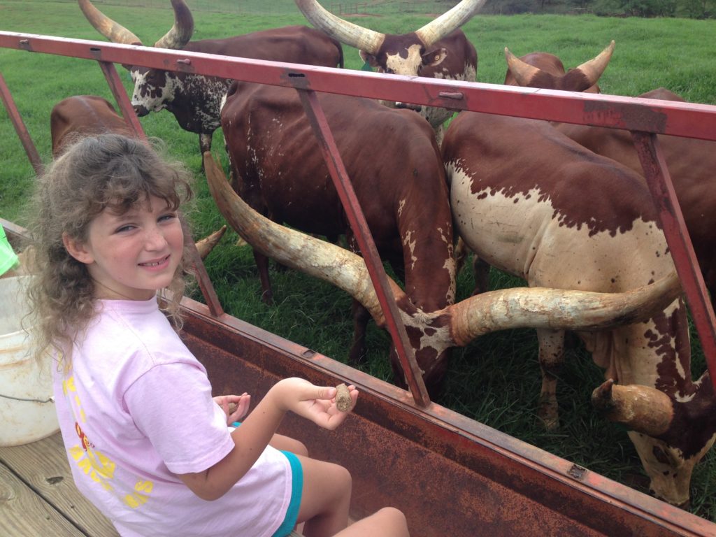 Wildflower feeding Watusi cattle