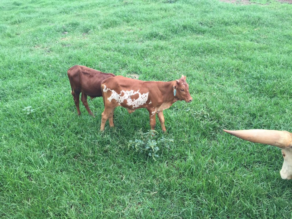 Baby watusi calf, super cute!