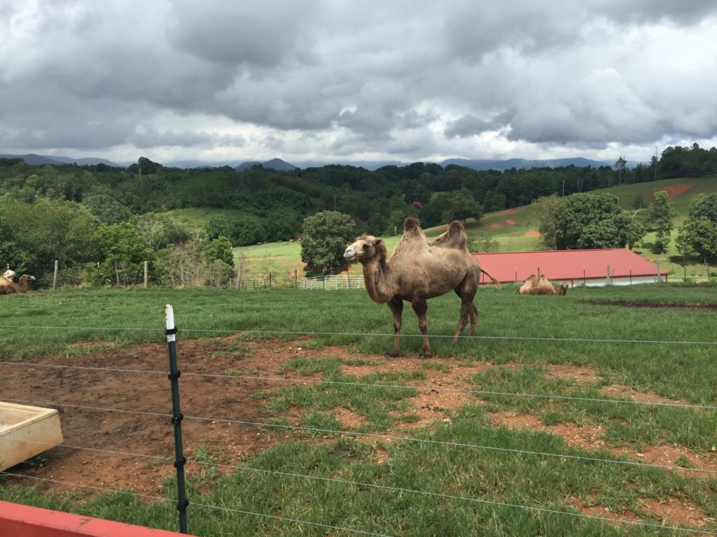 One of the camels at Dr. King's farm