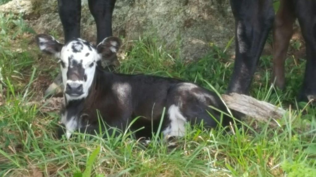 Black and white baldy angus calf