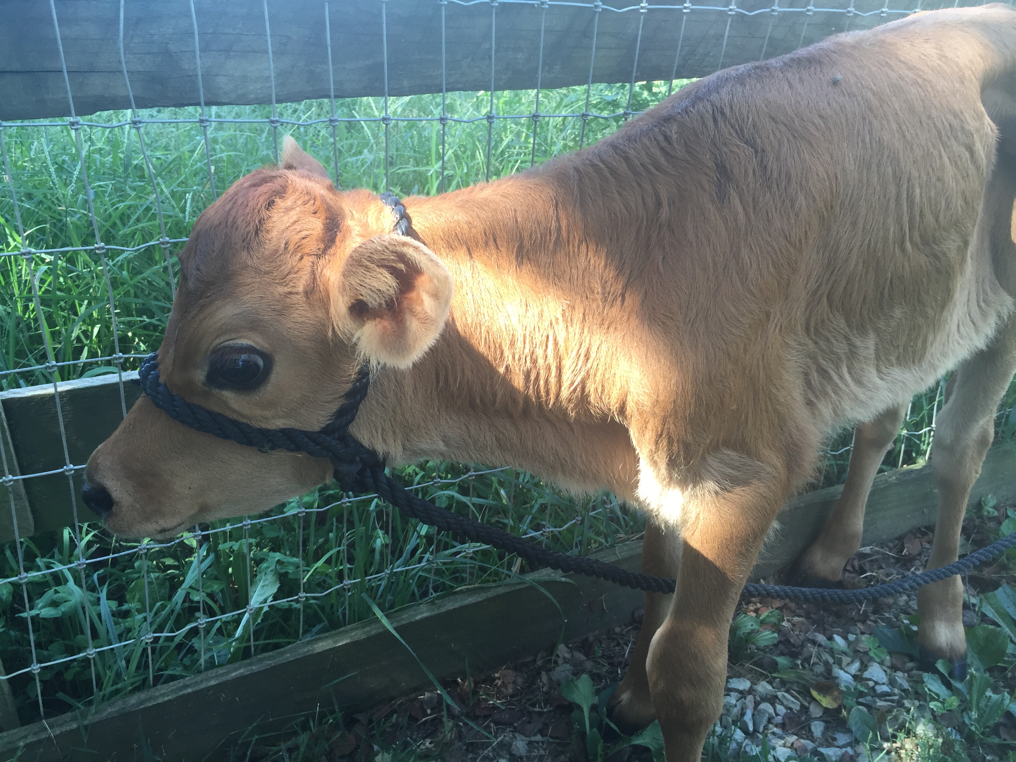 Cute baby jersey calf