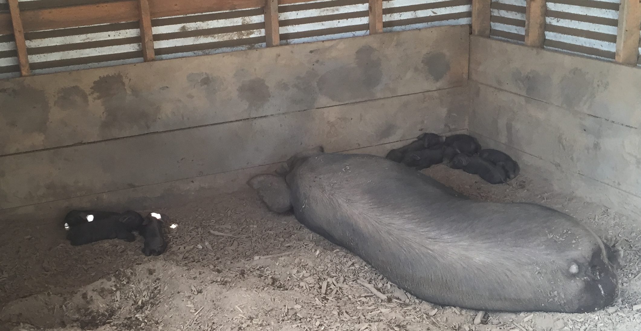 Momma napping with new baby piglets