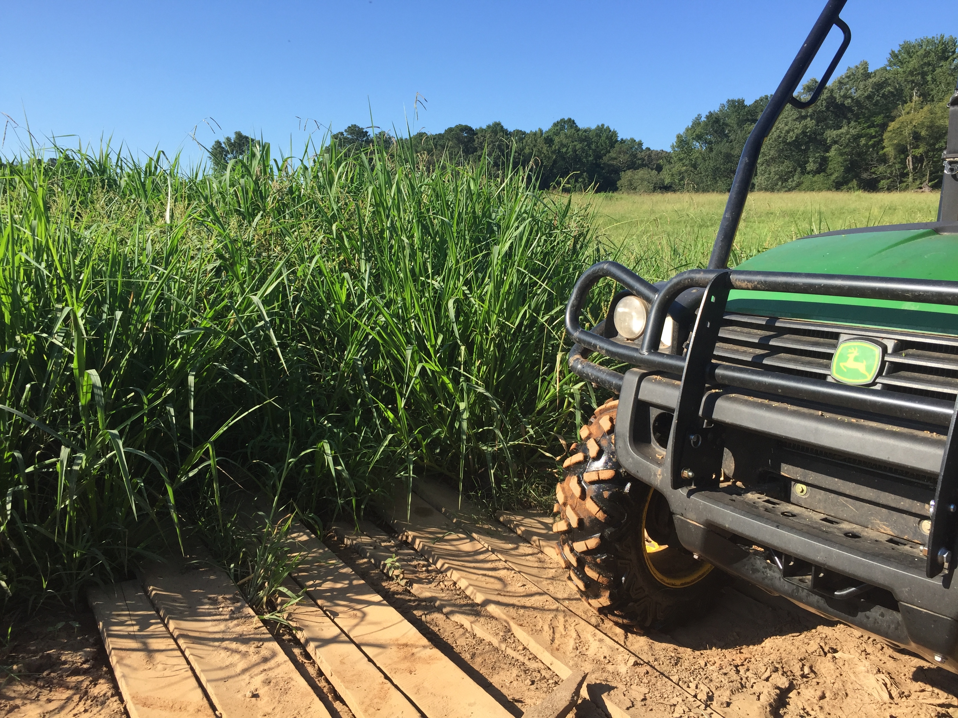 Grass four feet high, in front of John Deere Gator