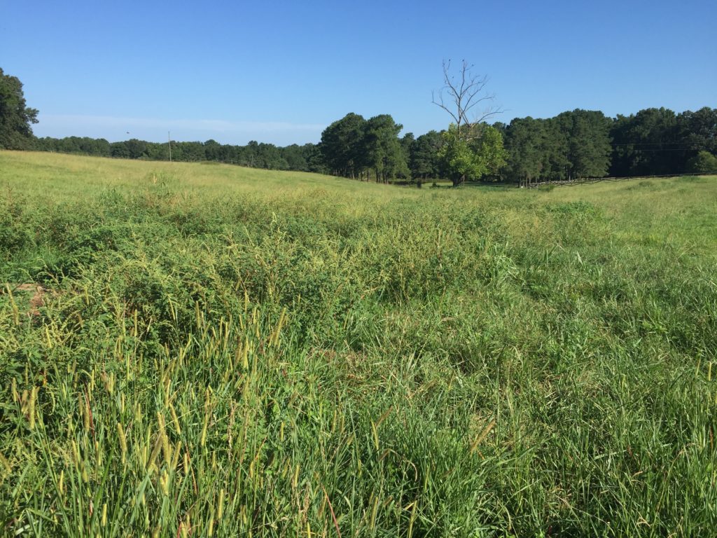 Area of thick vegetation