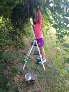 Girl picking grapes