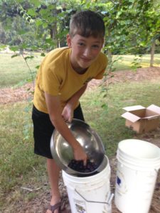 Boy picking grapes