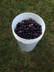 Grapes, just picked.