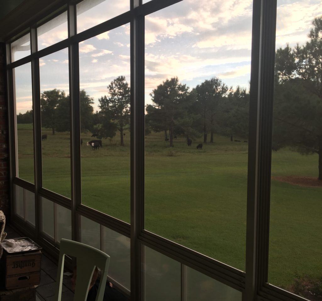 The view of cows off of the porch