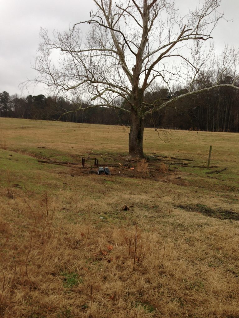 Eroded area in pasture with big tree