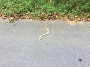 Dead copperhead