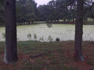 Our large pond, complete with floating grass