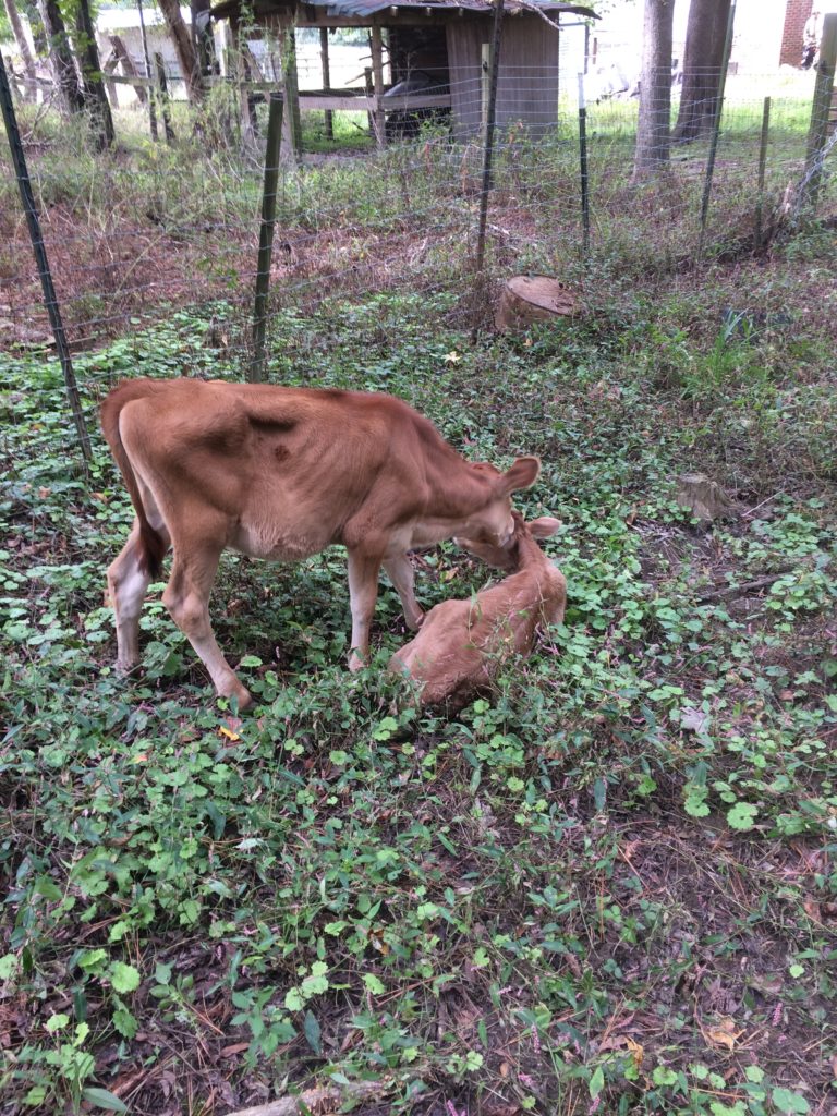 Two cute little Jersey calves