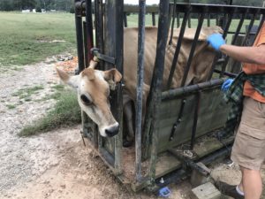 Jersey cow in a head gate