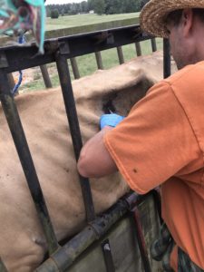 Shaving a surgical area on a cow