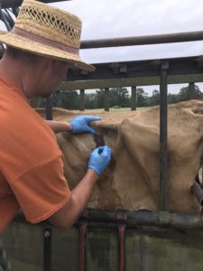 Making an incision into a cows rumen