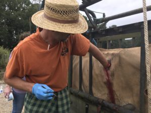 Palpating the rumen