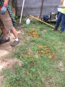 Grass from the stomach of a cow