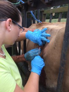 Sewing up the rumen