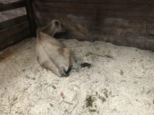 Our sick cow, resting in her stall.