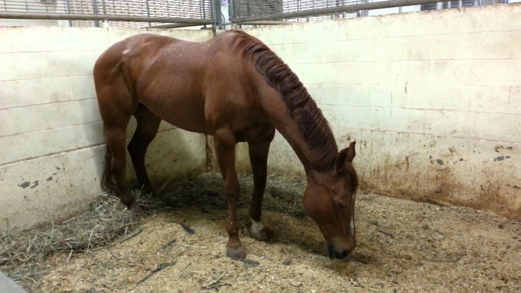 Horse sleeping standing up