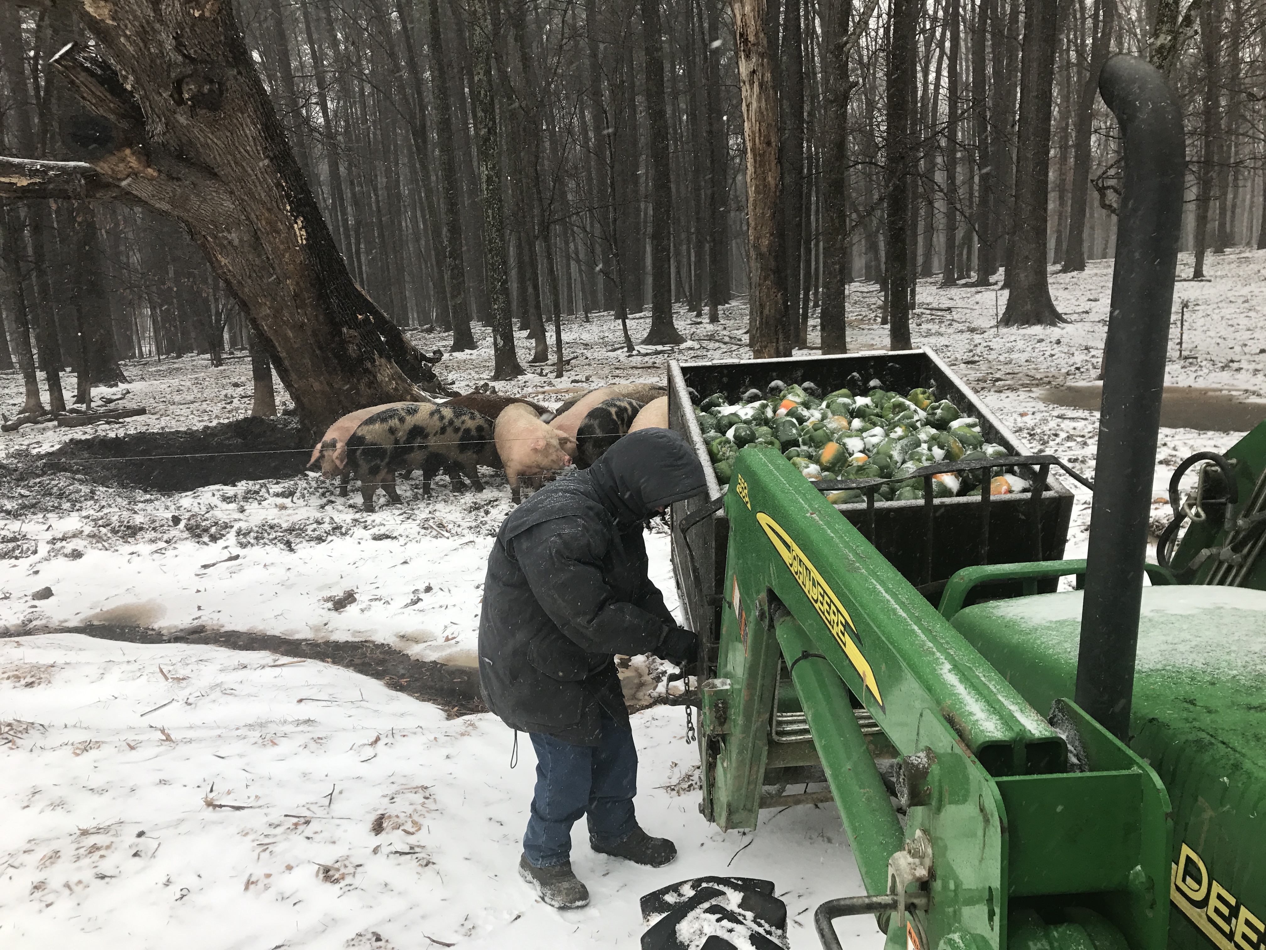 Spork feeding hogs in the snow