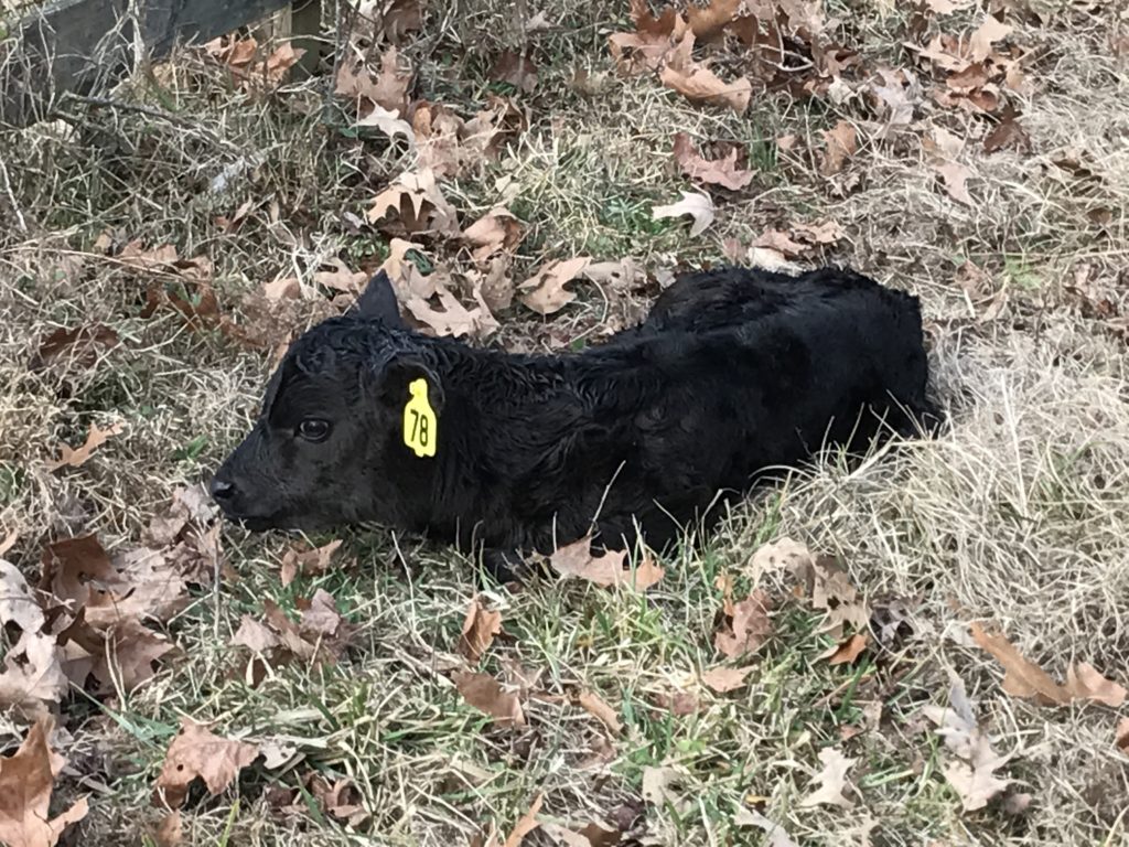 Jersey bull calf 