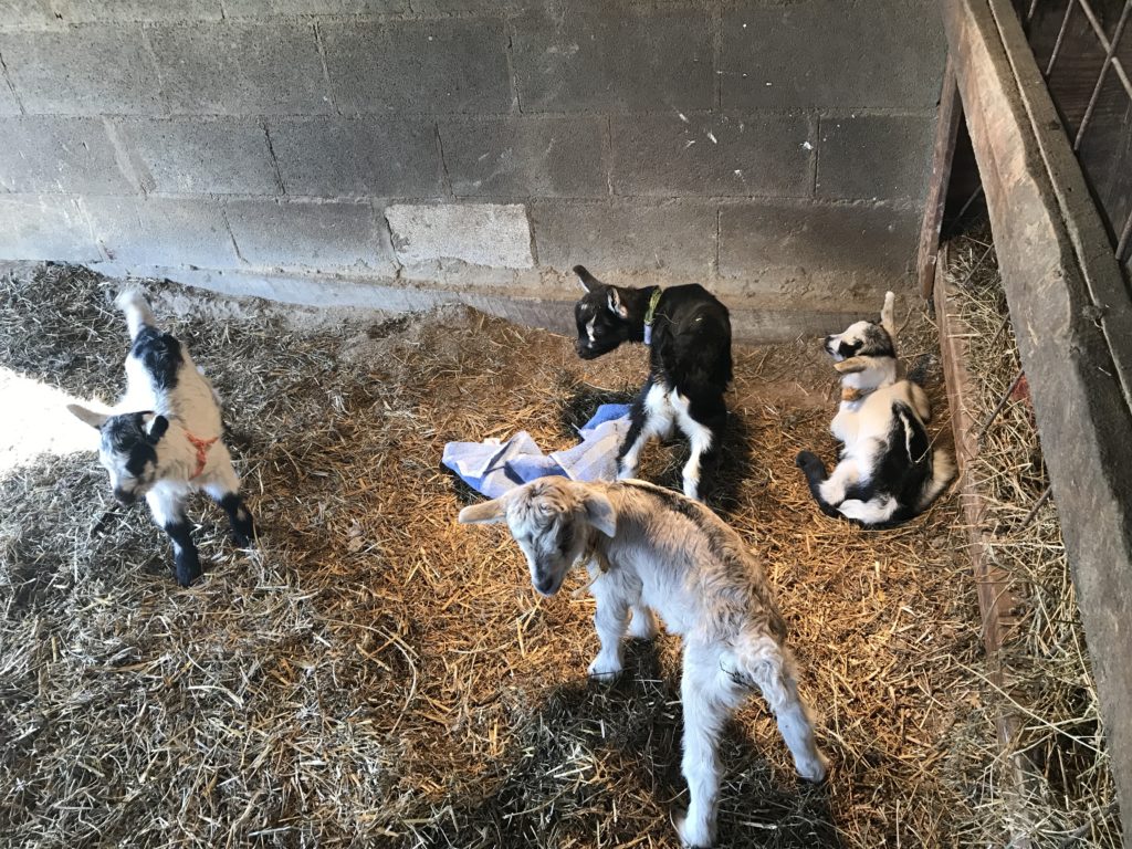 Tiny little baby goats just born