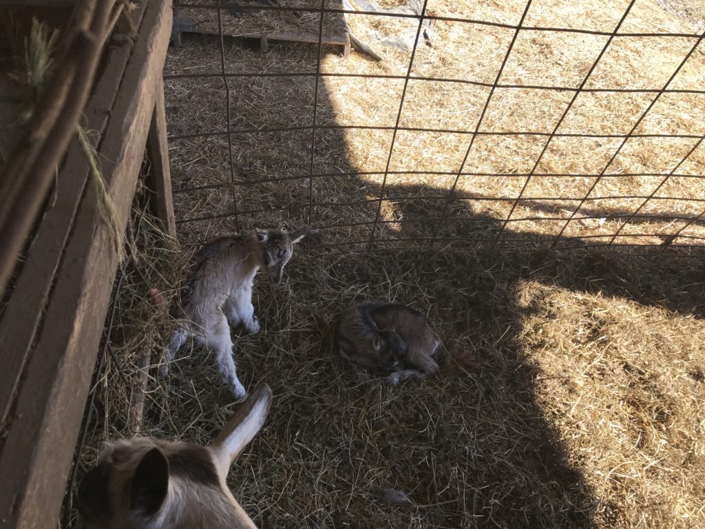 Baby goats, just born