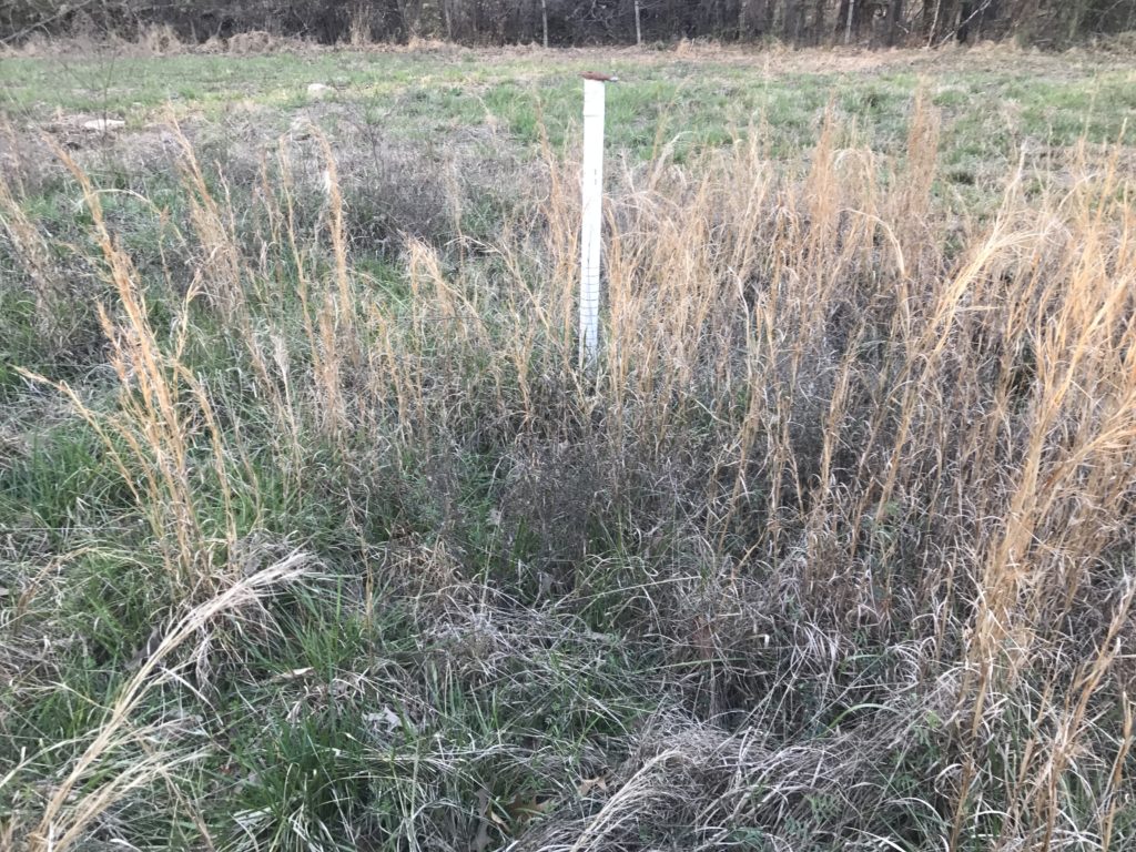 Grass in back pasture, with grazing stake