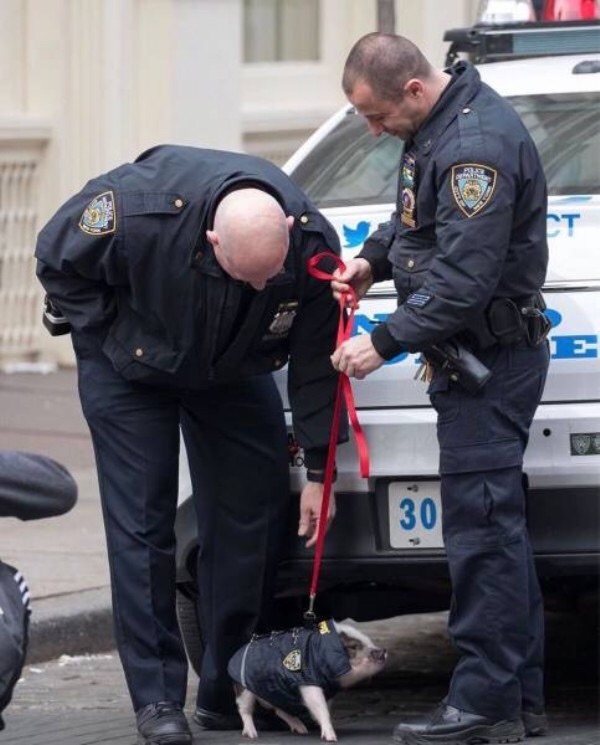Pig dressed up as a cop. Police pig