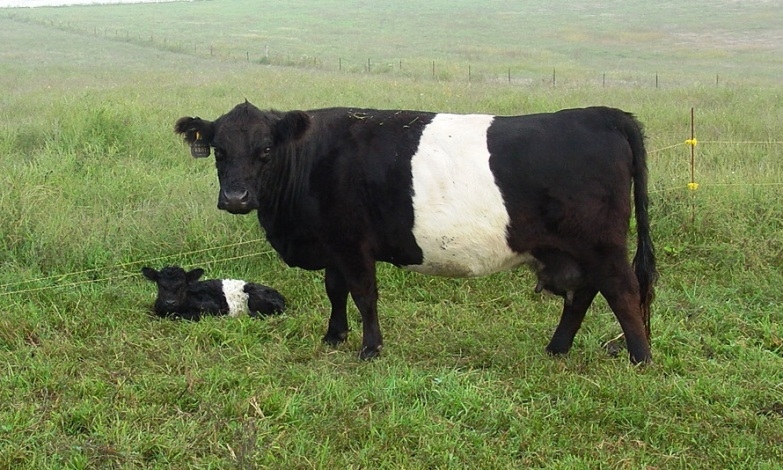 Belted Galloway and calf