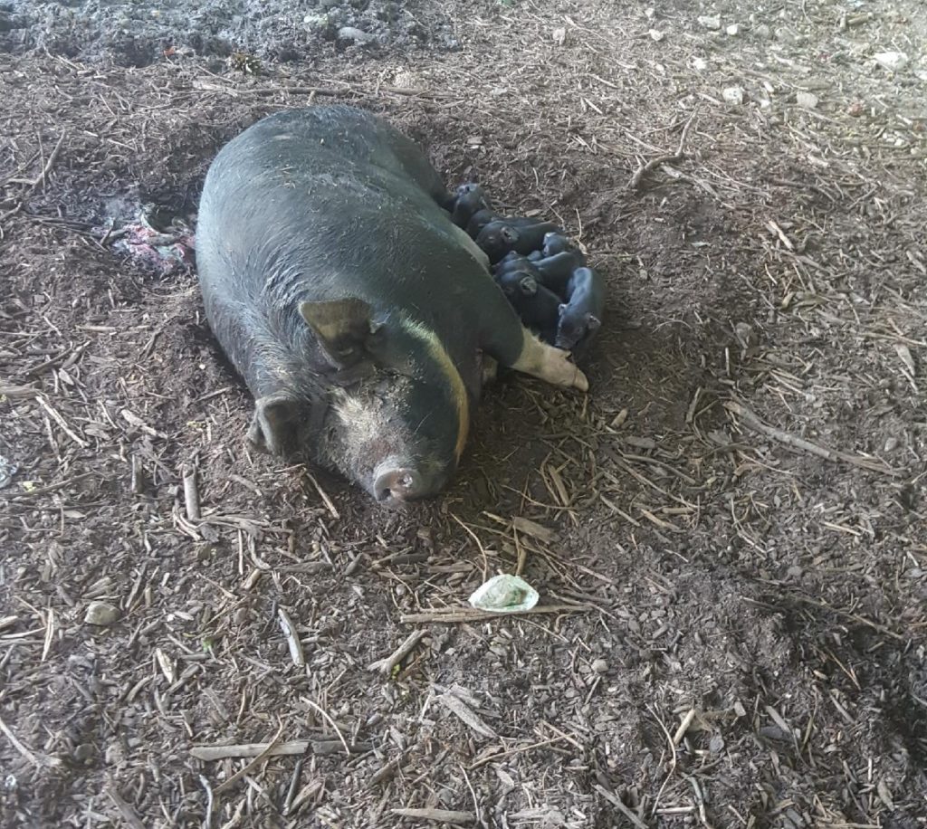 Berkshire mom with new piglets