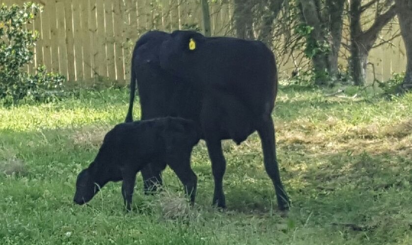 Mom with her new calf, #82