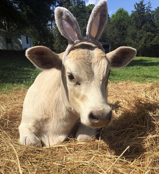 Cow with easter bunny ears