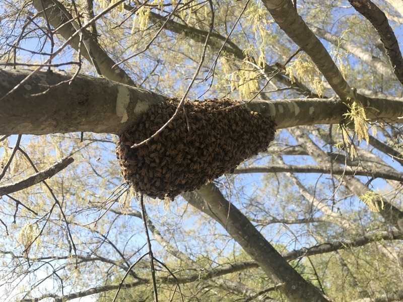 The swarm, just settled onto the branch