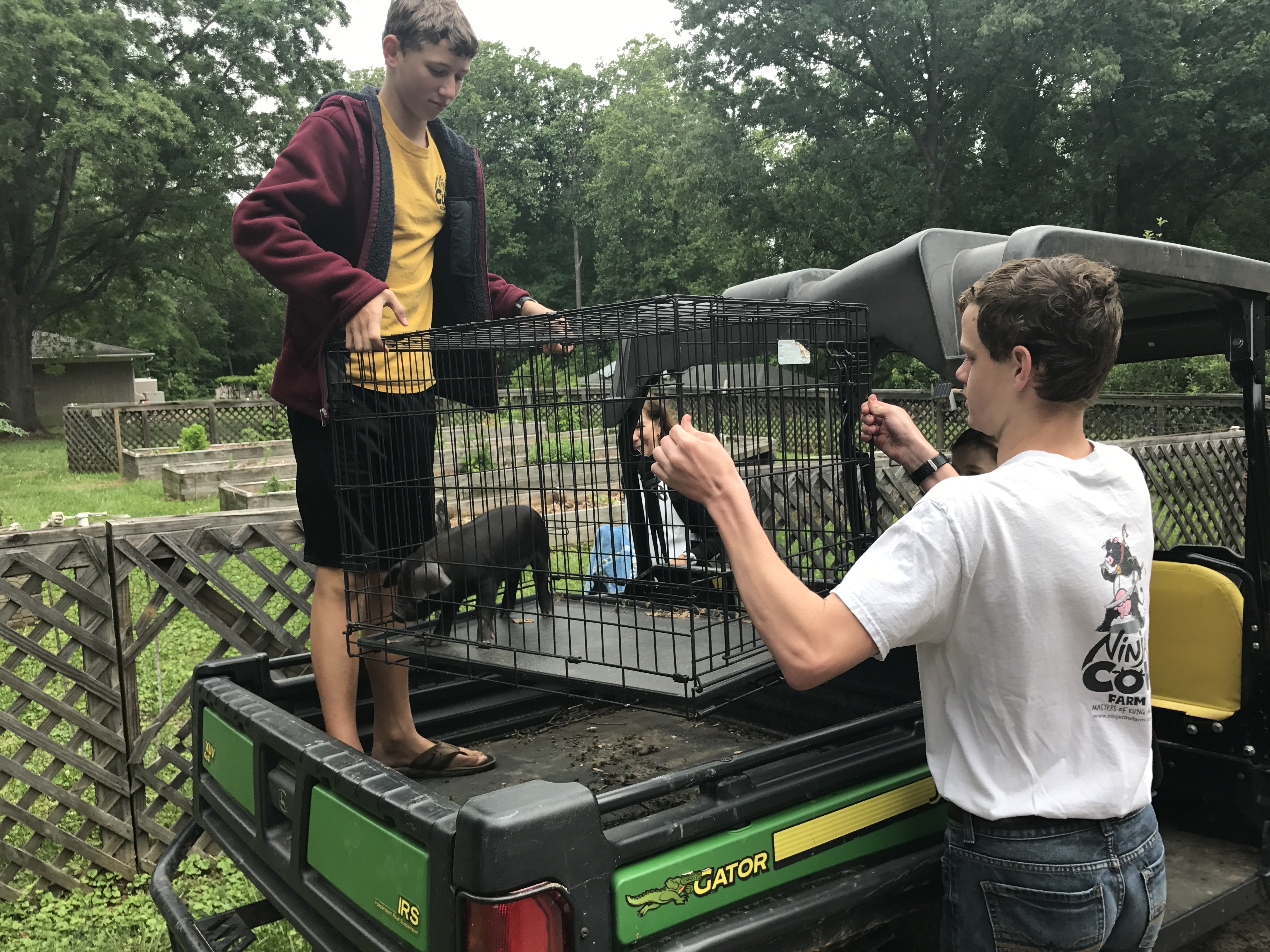 Boys unloading a baby piglet