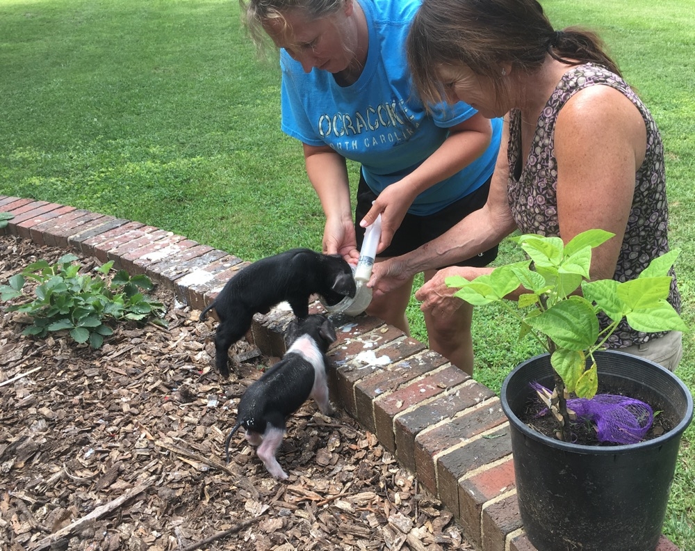 SWMBO and Tammy feeding the runt piglets