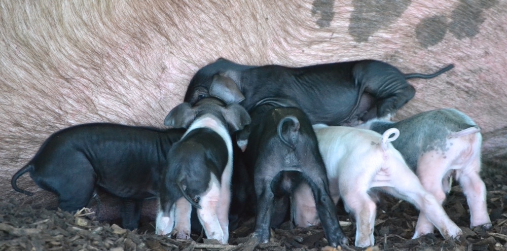 baby piglets nursing