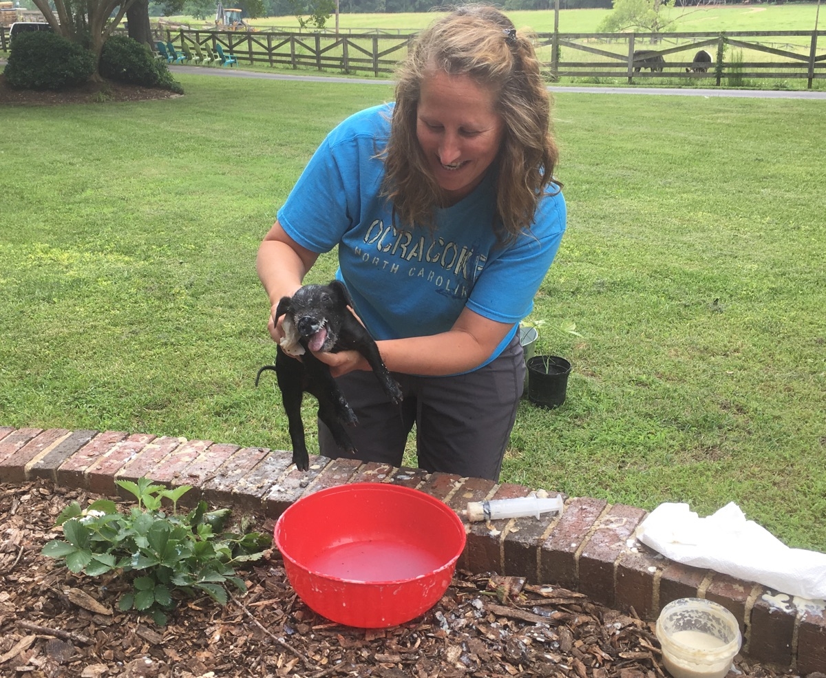 SWMBO washing a baby piglet