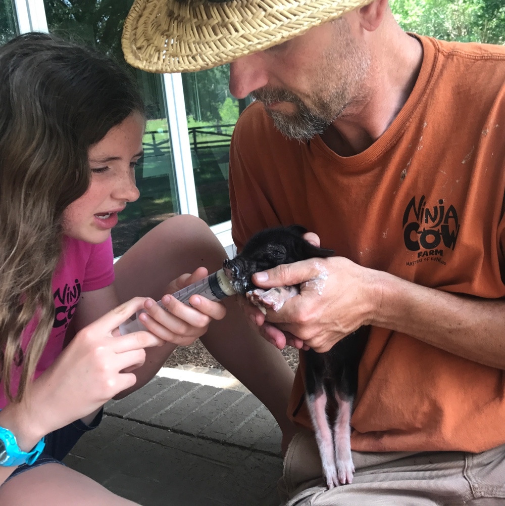 Feeding the runt piglet baby food from a syringe