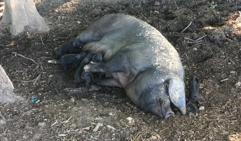 Large black mom with piglets