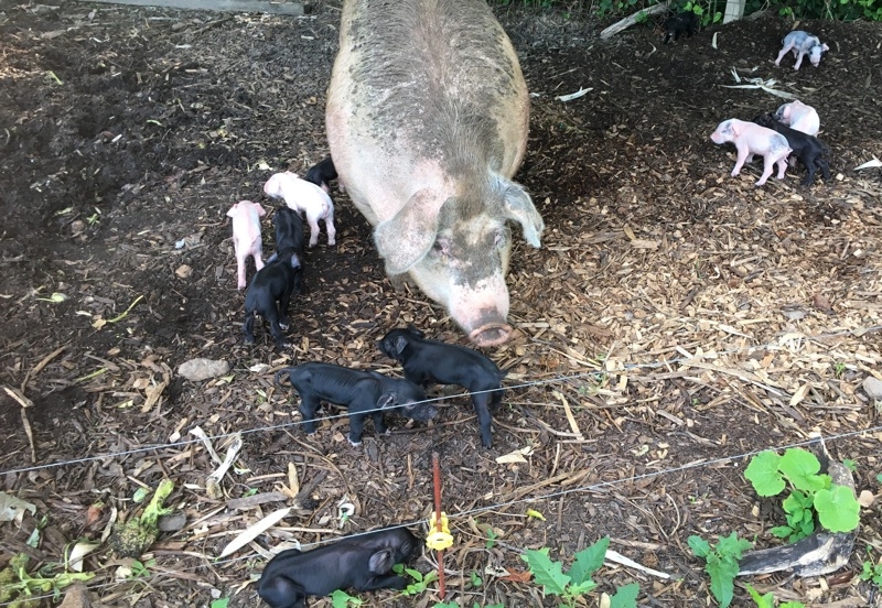 Our best momma with her new piglets