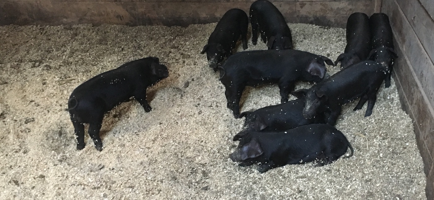 Piglets in the barn ready to be sold
