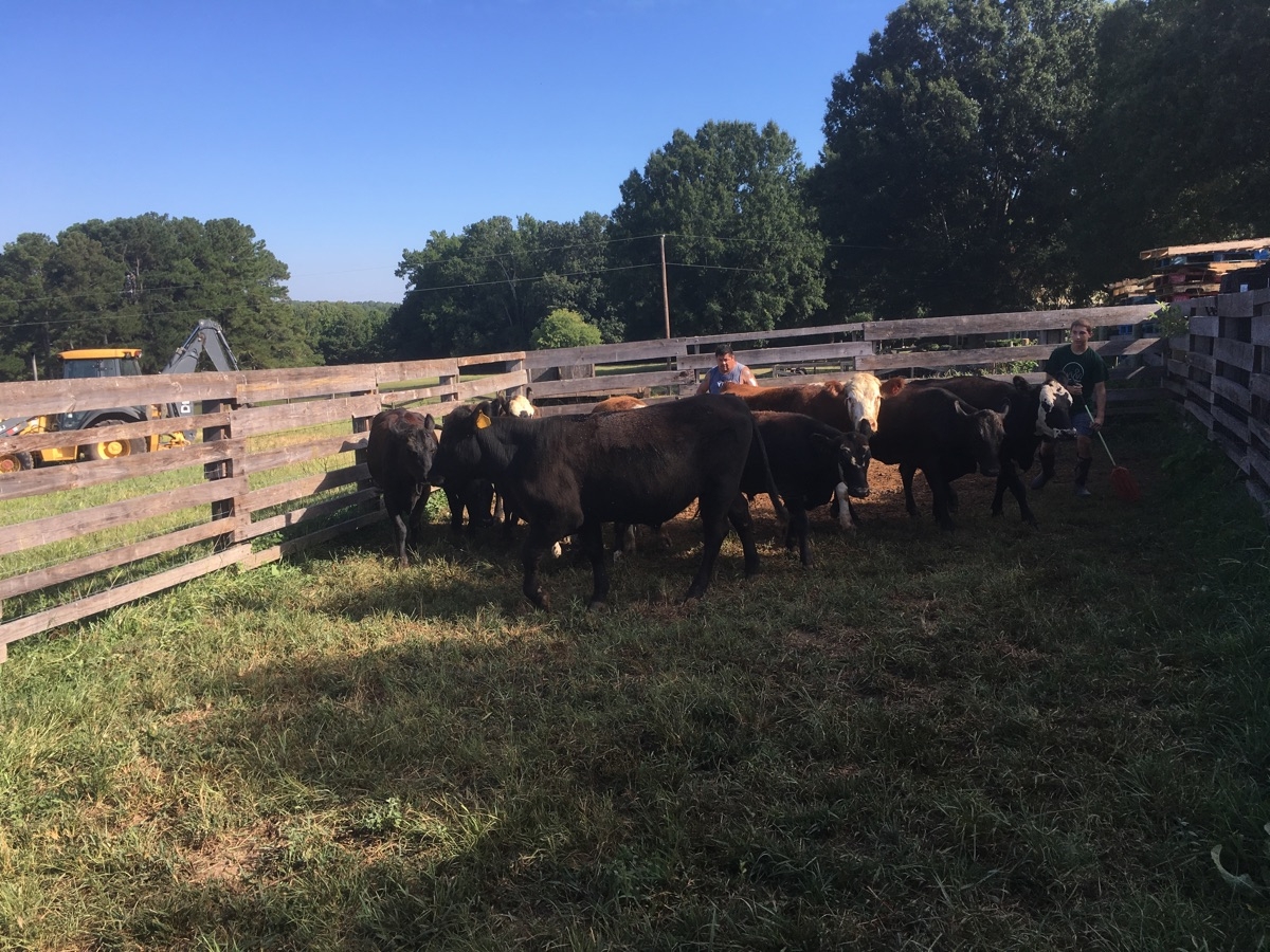 Cody and Miguel sorting cattle in the corral